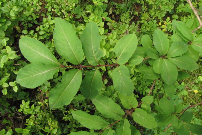 Lonicera caerulea.jpg