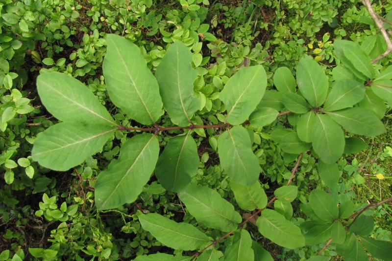 Fichier:Lonicera caerulea.jpg