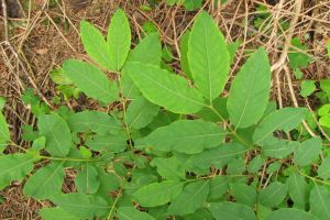 Lonicera nigra.jpg