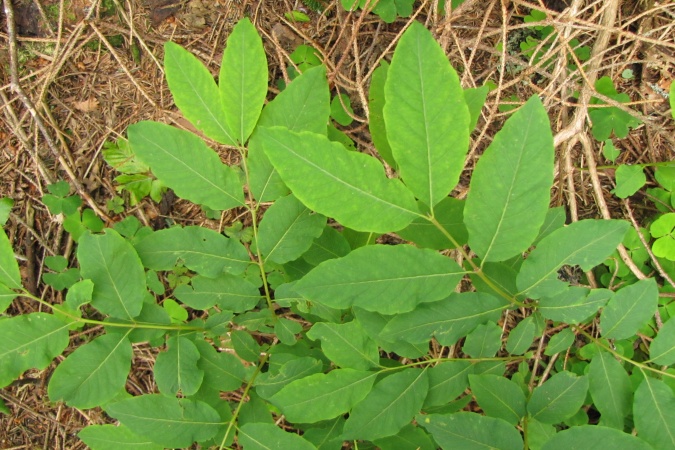 Lonicera nigra.jpg