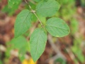 Lonicera nigra 1.jpg