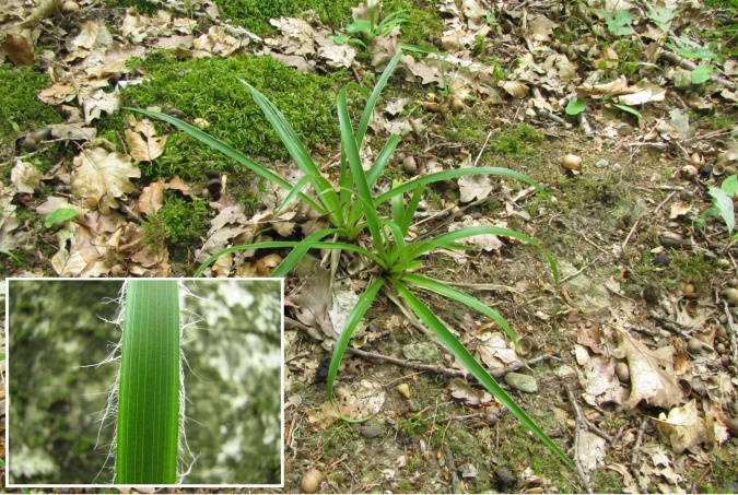 Luzula sylvatica.jpg