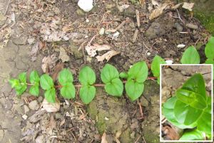 Lysimachia nemorum.jpg