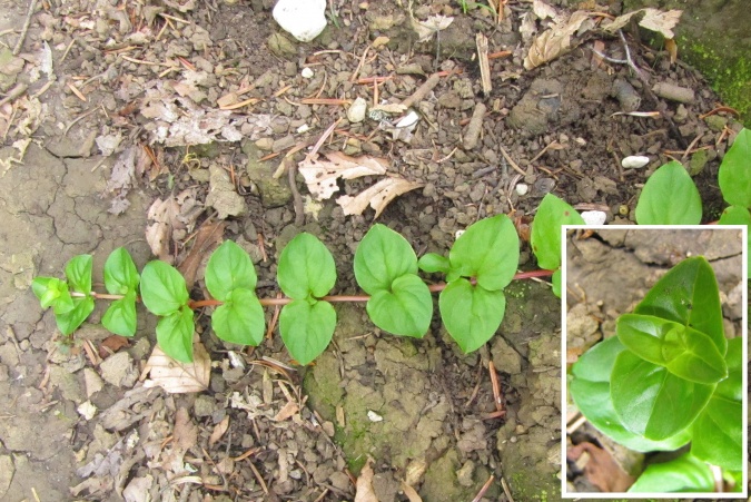 Lysimachia nemorum.jpg