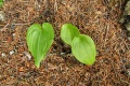 Maïanthemum bifolium.jpg