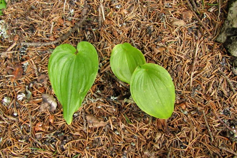 Fichier:Maïanthemum bifolium.jpg