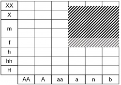 Melica nutans ecogramme.jpg