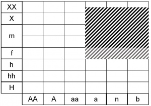 Melica nutans ecogramme.jpg