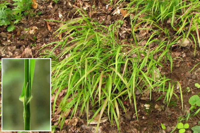 Melica uniflora.jpg