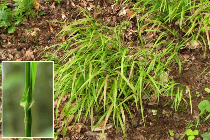 Fichier:Melica uniflora.jpg