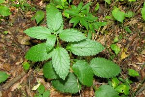 Melittis melyssophylum.jpg