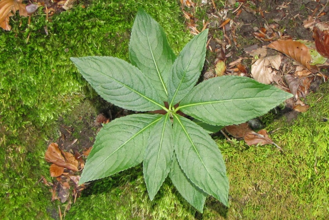 Mercurialis perennis.jpg