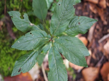 Mercurialis perennis 1.jpg
