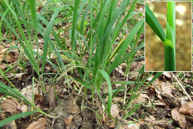 Milium effusum.jpg