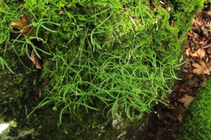 Moehringia muscosa.jpg