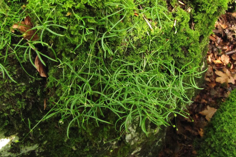 Fichier:Moehringia muscosa.jpg