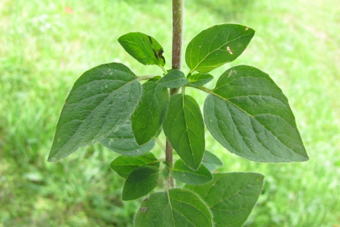 Origanum vulgare.jpg