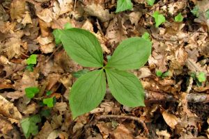 Paris quadrifolia.jpg