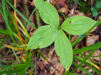 Paris quadrifolia 1.jpg