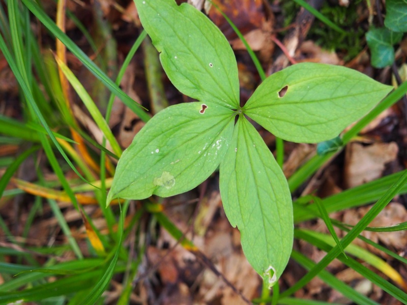 Fichier:Paris quadrifolia 1.jpg