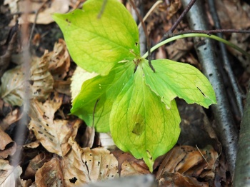 Paris quadrifolia 2.jpg