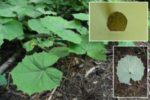 Petasites albus.jpg