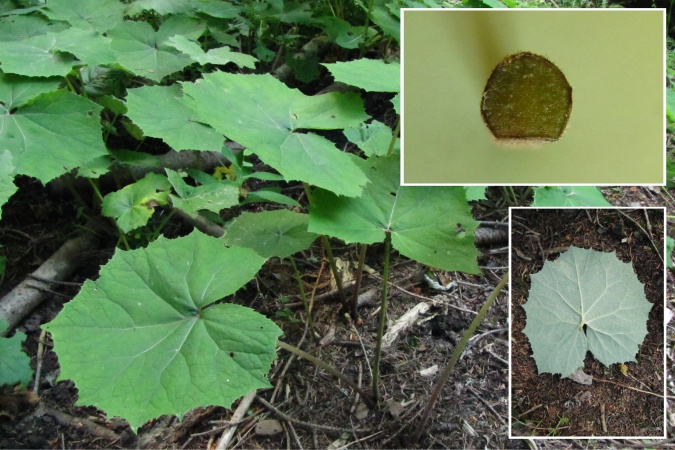 Petasites albus.jpg