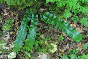 Phylitis scolopendrium.jpg