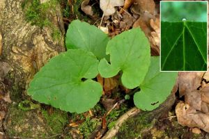 Phyteuma spicatum.jpg