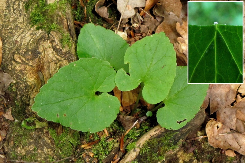 Fichier:Phyteuma spicatum.jpg
