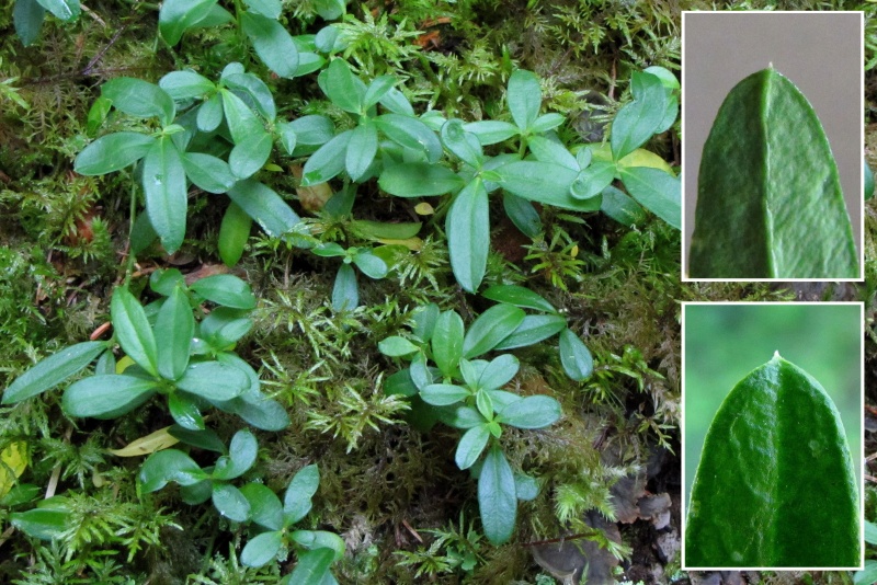 Fichier:Polygala chamaebuxus.jpg