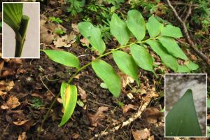 Polygonatum multiflorum.jpg