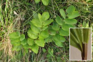 Polygonatum odoratum.jpg