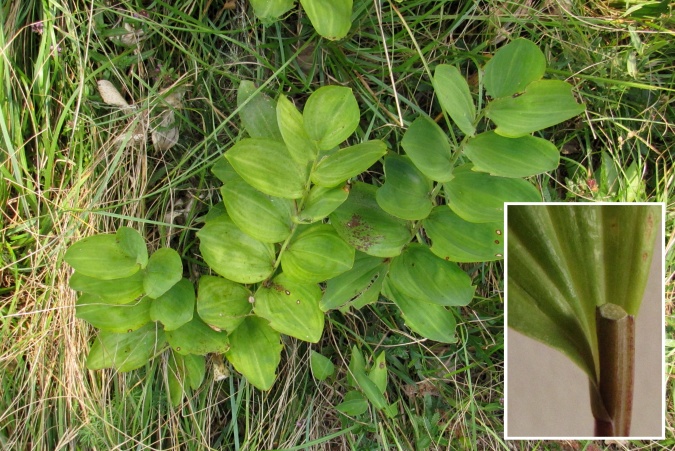 Polygonatum odoratum.jpg