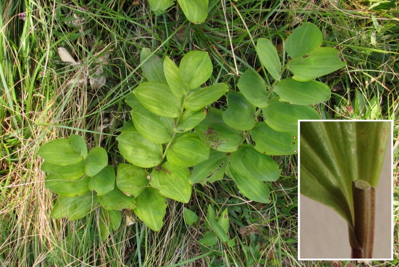 Fichier:Polygonatum odoratum.jpg
