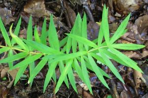 Polygonatum verticillatum.jpg