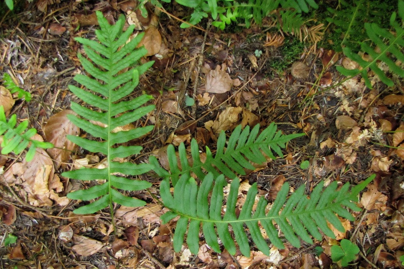 Fichier:Polypodium vulgare.jpg