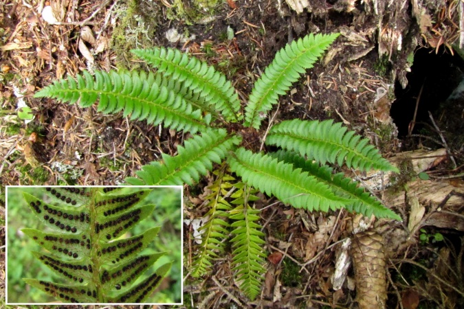Polystichum lonchitis.jpg