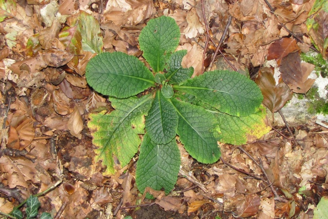 Prima acaulis.jpg