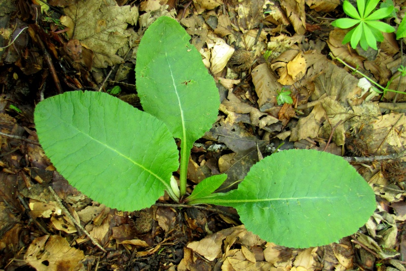 Fichier:Primula elatior.jpg