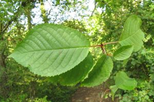 Prunus avium.jpg