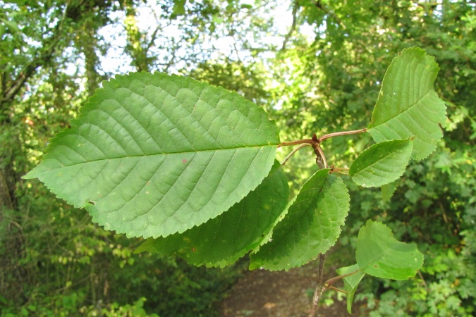 Prunus avium.jpg
