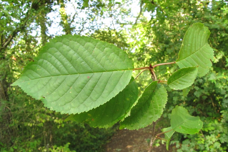 Fichier:Prunus avium.jpg