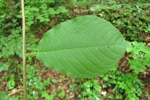 Prunus padus.jpg