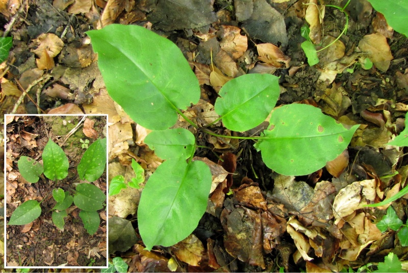 Fichier:Pulmonaria obscura.jpg