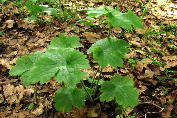 Ranunculus lanuginosus.jpg