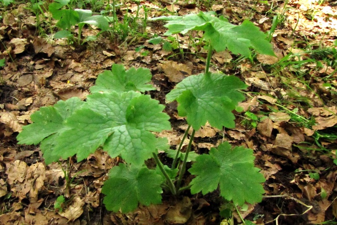 Ranunculus lanuginosus.jpg