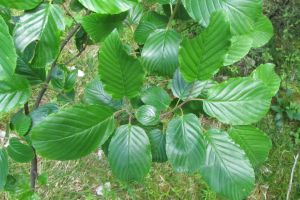 Rhamnus alpina.JPG