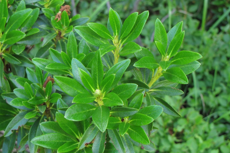 Fichier:Rhododendron ferrugineum.jpg