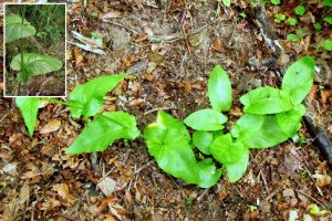 Rumex alpestris.jpg
